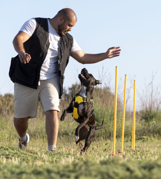 dog-trainer-teaching-dog-run-though-obstacles